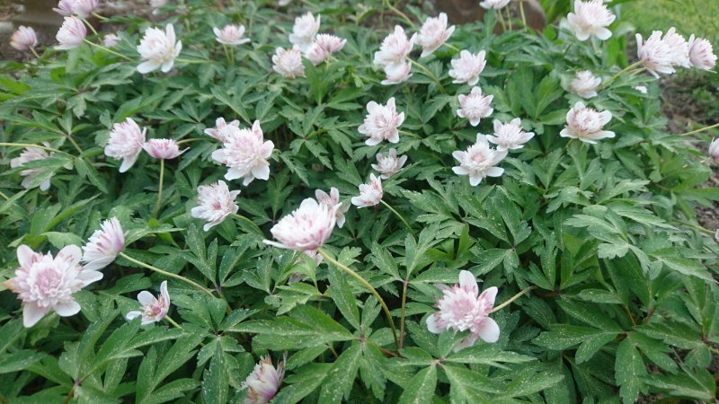 Anemone nemorosa 'Pink Delight' võsaülane